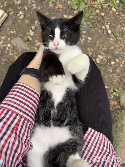 Котенок подросток