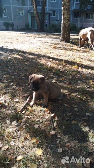 Собака в добрые руки щенок мальчик