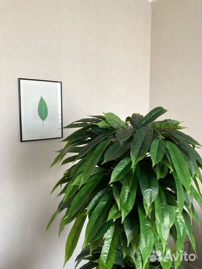 Искусственные цветы и деревья фикус манго