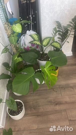 Продам цветы комнатные