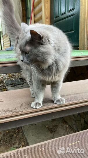 Кошка Манюня