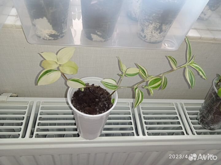 Каллизия и Традесканция