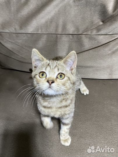 Британский котик