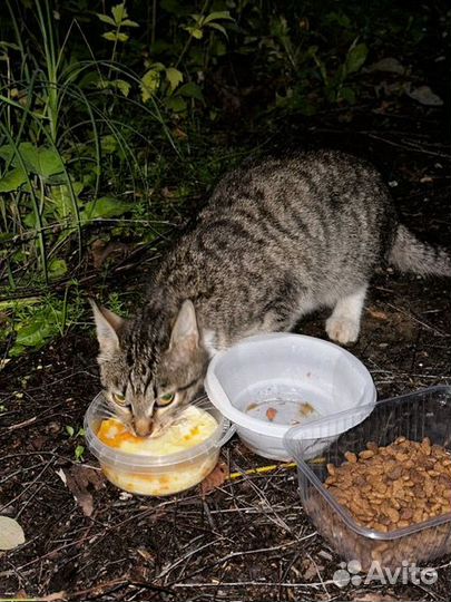 Помогите спасти Марусю
