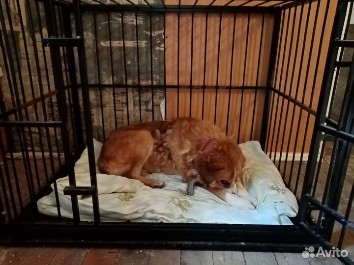 Прижмите к сердцу рыжую собаку