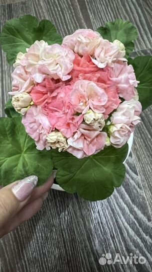 Пеларгонии сортовые