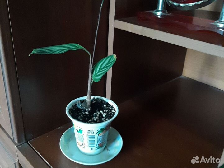 Домашний цветок