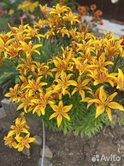 Лилия азиатская, многолетники