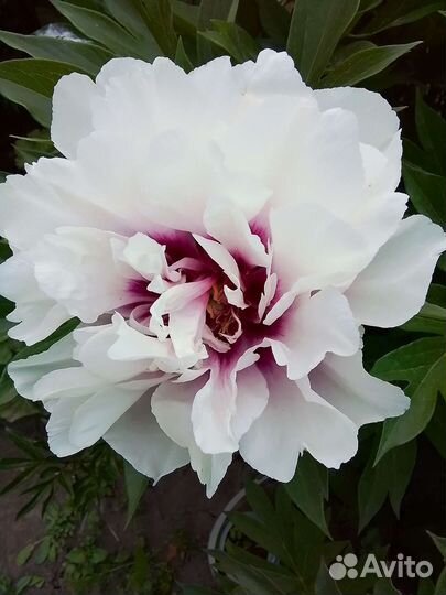 Пионы,деленки