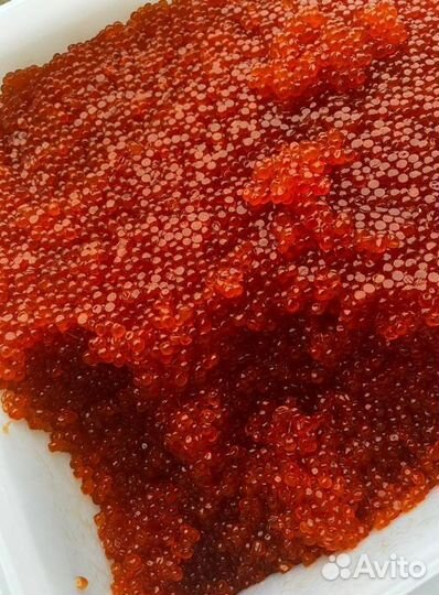 Свежий улов икры нерки