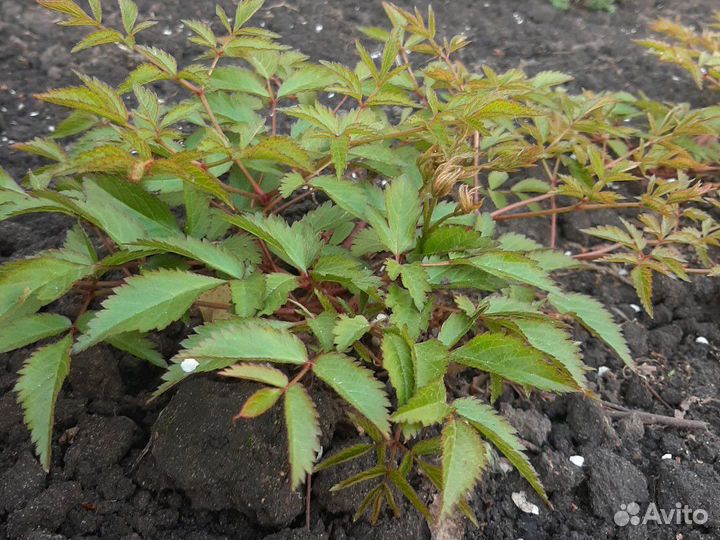 Астильба белая, розовая