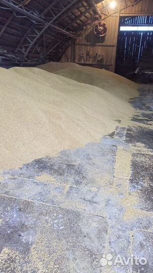 Пшеница,ячмень