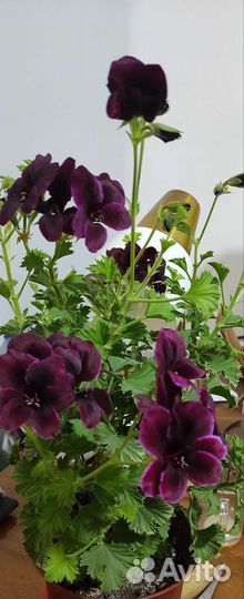 Пеларгония герань королевская,колеус Блюма