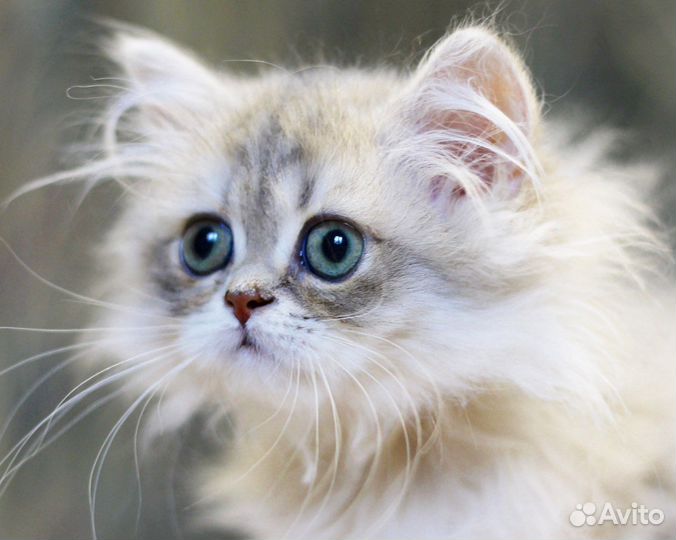 Зеленоглазая совушка