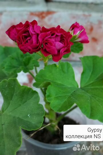 Пеларгонии сортовые