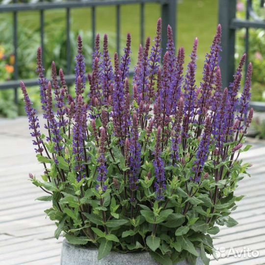 Шалфей дубравный