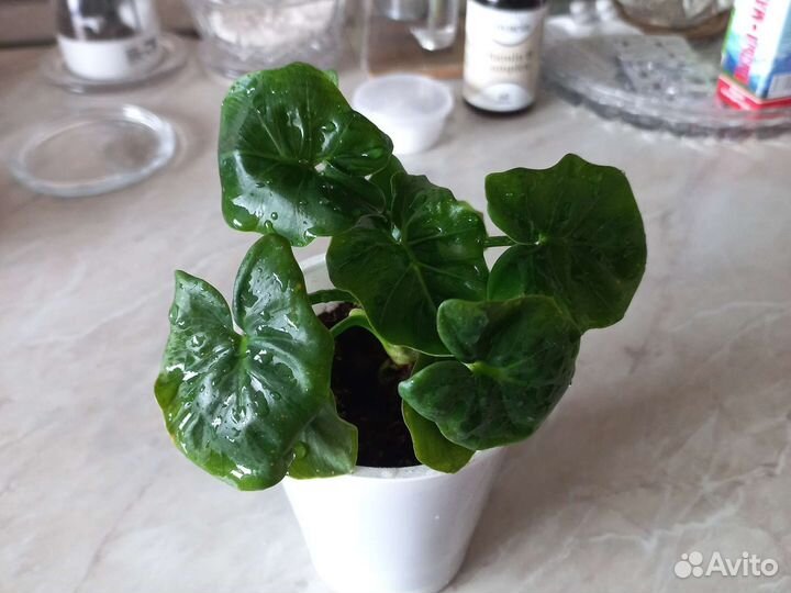 Комнатные растения