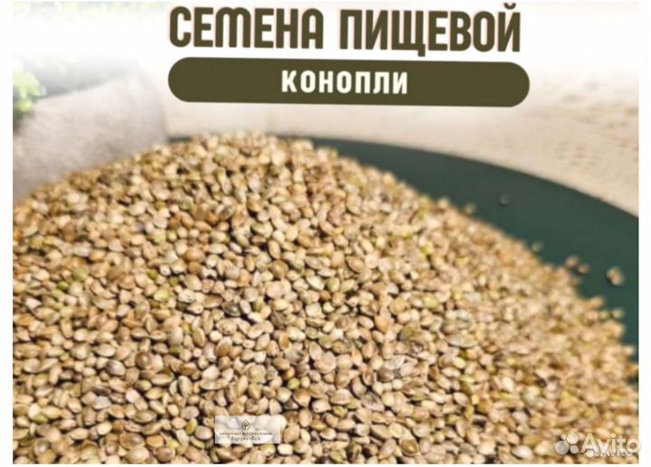 Пищевая конопля семена новые