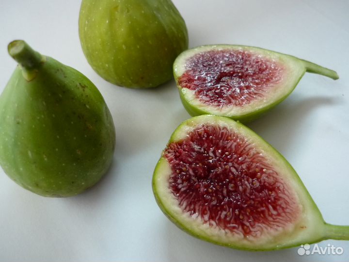 Саженцы инжира