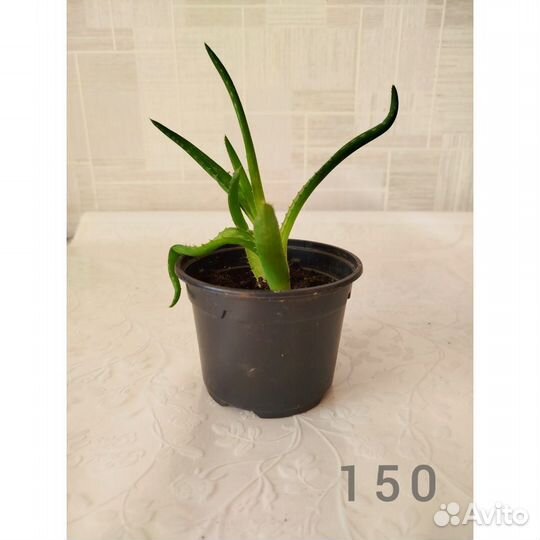 Алое вера цветок комнатный