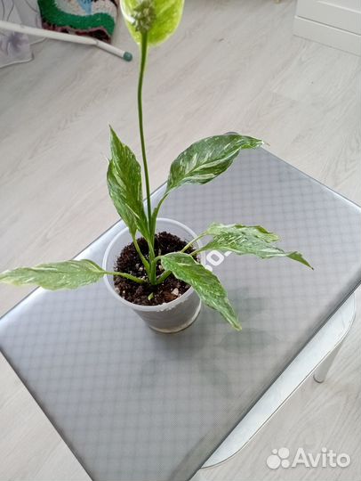 Продам цветы комнатные