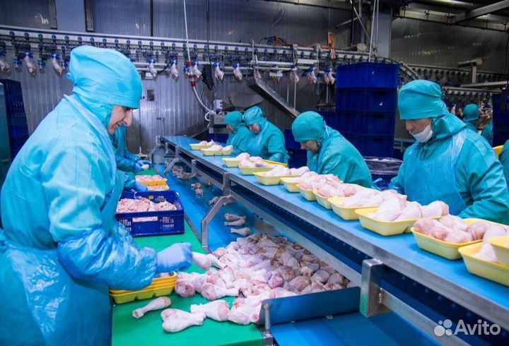 Работа вахтой с проживанием на птицефабрике Пермь