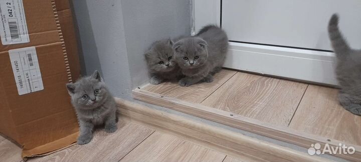 Шотландская вислоухая и прямоухая