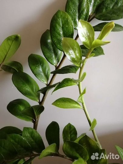 Замиокулькас