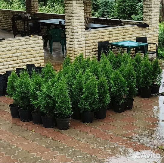 Туя Смарагд 80-90см 10л и 65-75см 3л