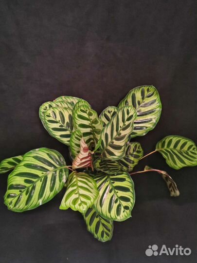 Калатея макояна пышная 14/50