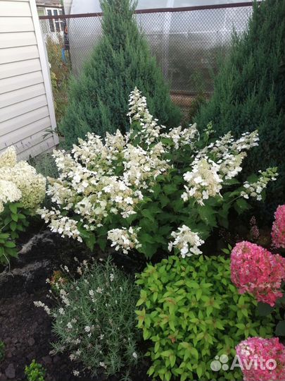 Гортензия White Lady (Вайт Леди) метельчатая