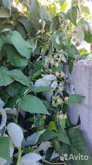 Малина ремонтантная молодые кустики