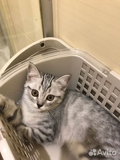 Кошечка 2,5 мес