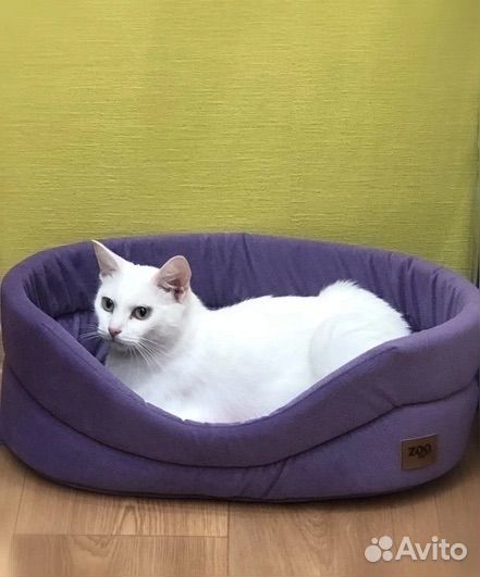 Кошечка Шуня