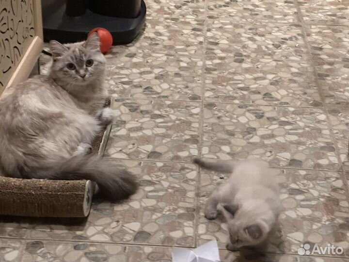 Котенок невской маскарадной