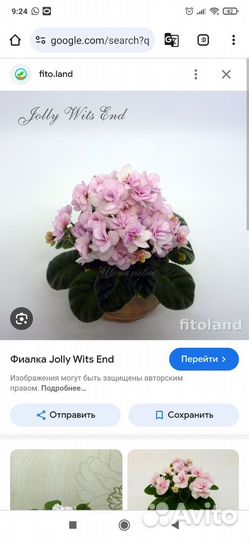 Детки фиалок