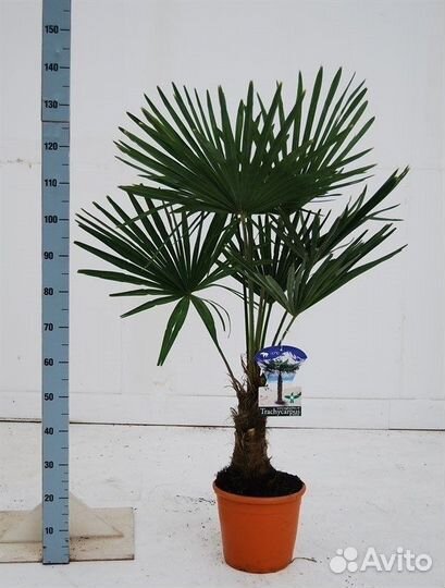 Пальма трахикарпус форчуна