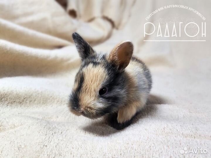 Карликовый мини кролик