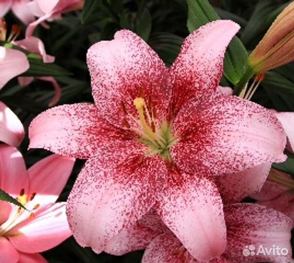 Лилия ла Пинк браш