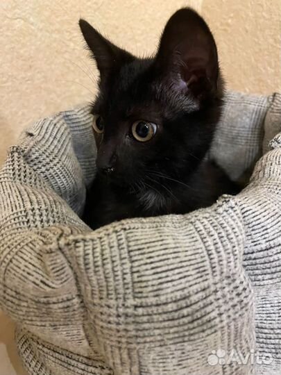 Гошка - горошка в добрые руки