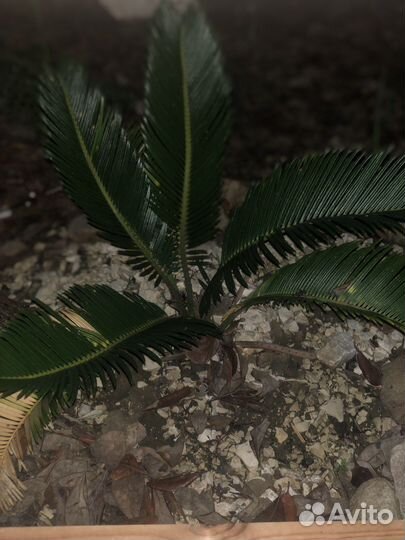 Пальма цикас