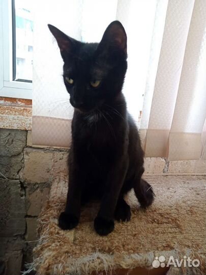 Кот