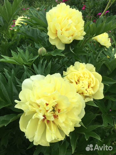 Пион Бартзелла