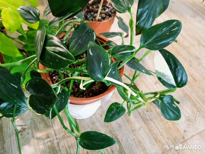 Филодендроны взрослые в ассортименте