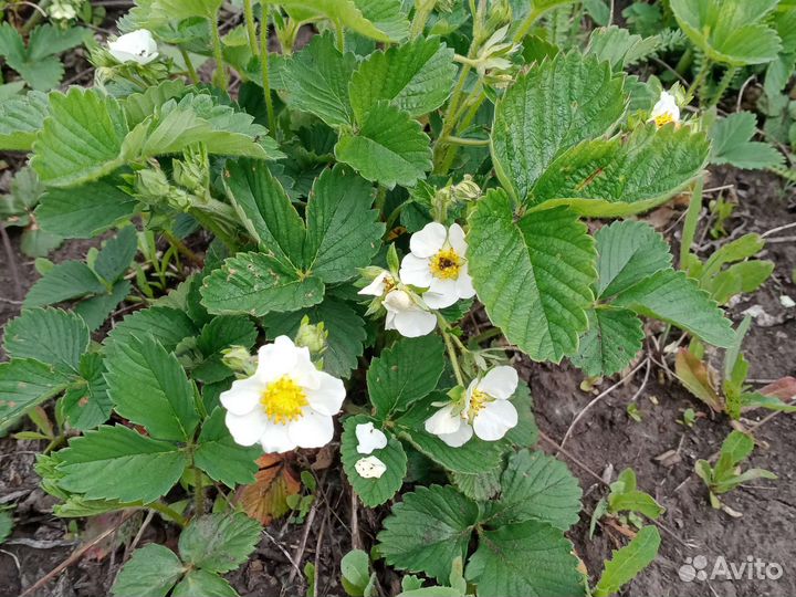 Рассада клубники Фестивальная,Азия,Елизавета