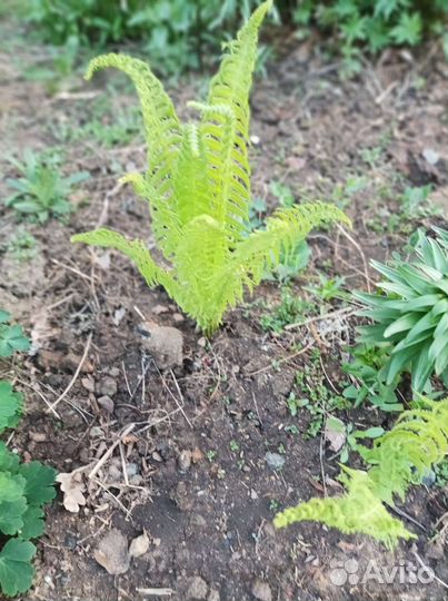 Папоротник садовый