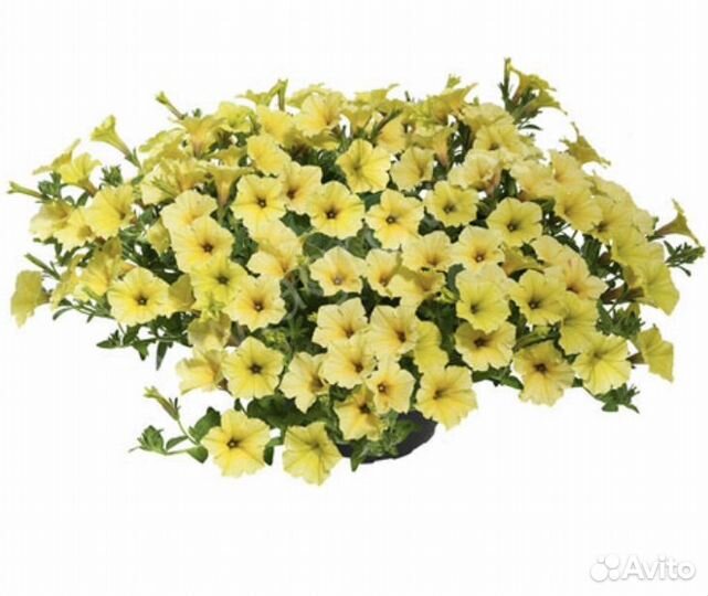 Петуния (черенки)
