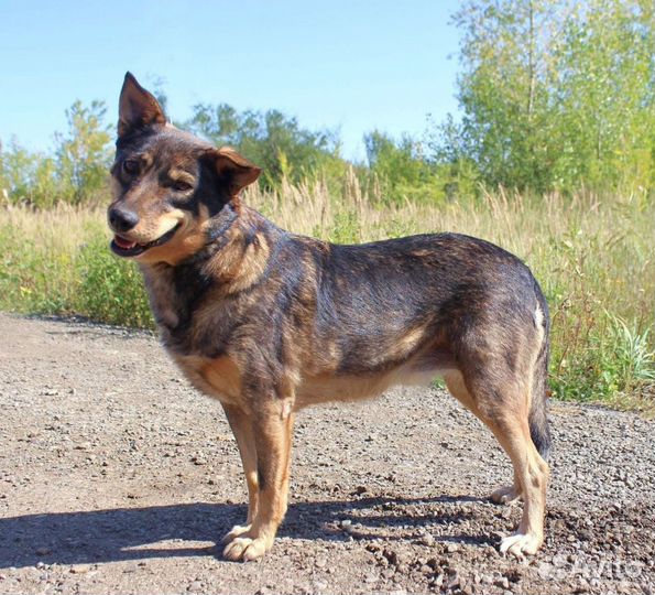 Собака Мэрри