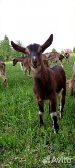 Альпийские козлята