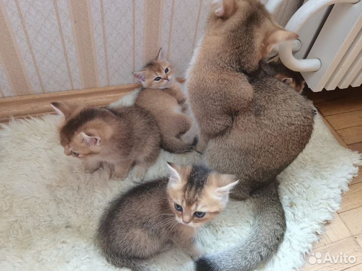 Британская золотая шиншилла котята